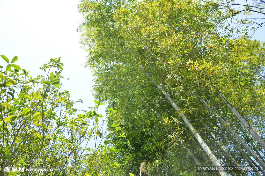 婺源翠绿竹林 挺拔竹影