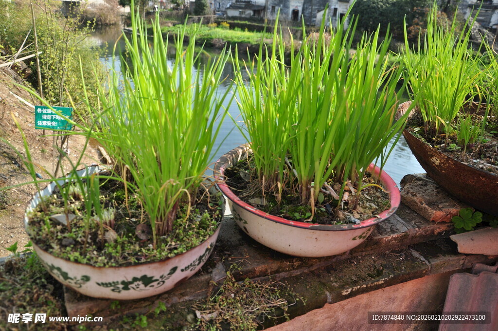 婺源盆中嫩绿秧苗生机盎然