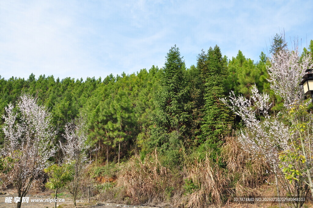 婺源山林春色 树木繁茂景致美