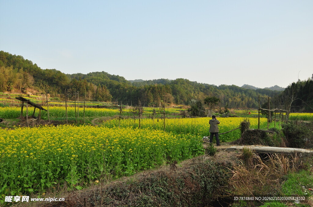 婺源田园风光中的劳作场景