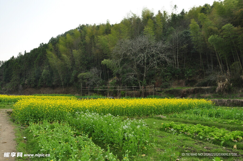 婺源田园油菜田与林间小道