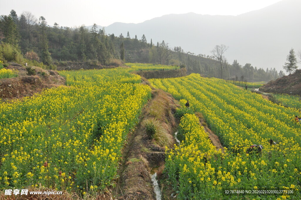婺源春日梯田油菜花田美景