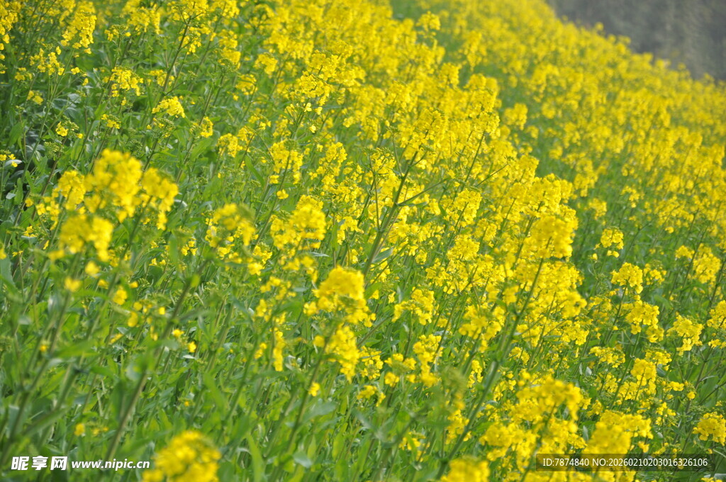 婺源金黄灿烂的油菜花田