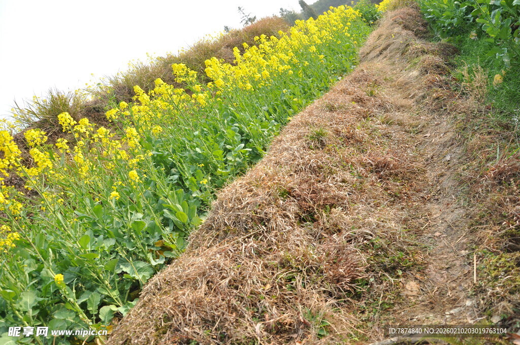 婺源田野中的油菜花田