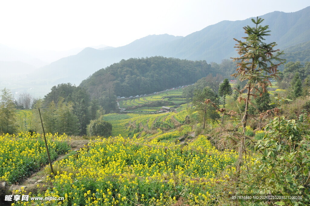 婺源山间烂漫花田景色