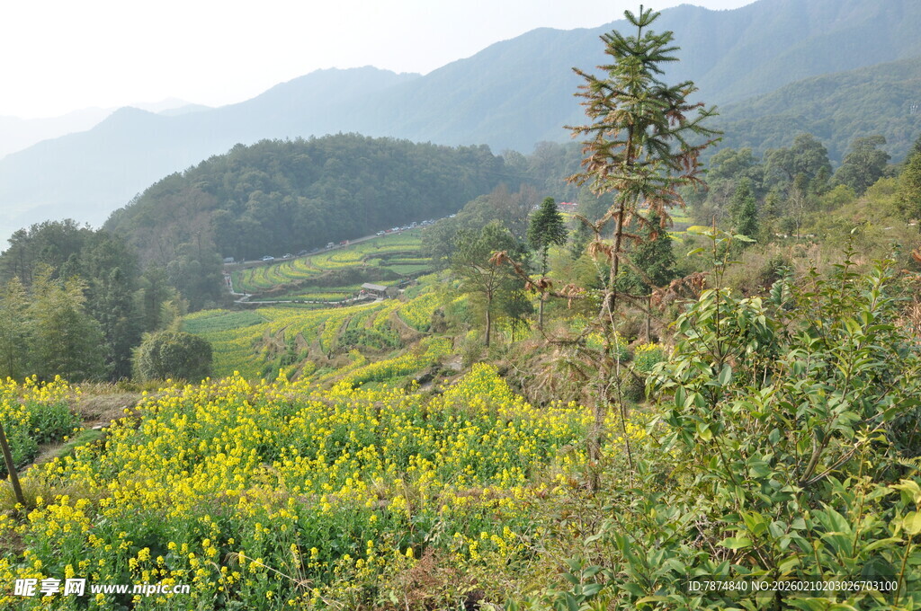 婺源山间黄花烂漫的美丽景致