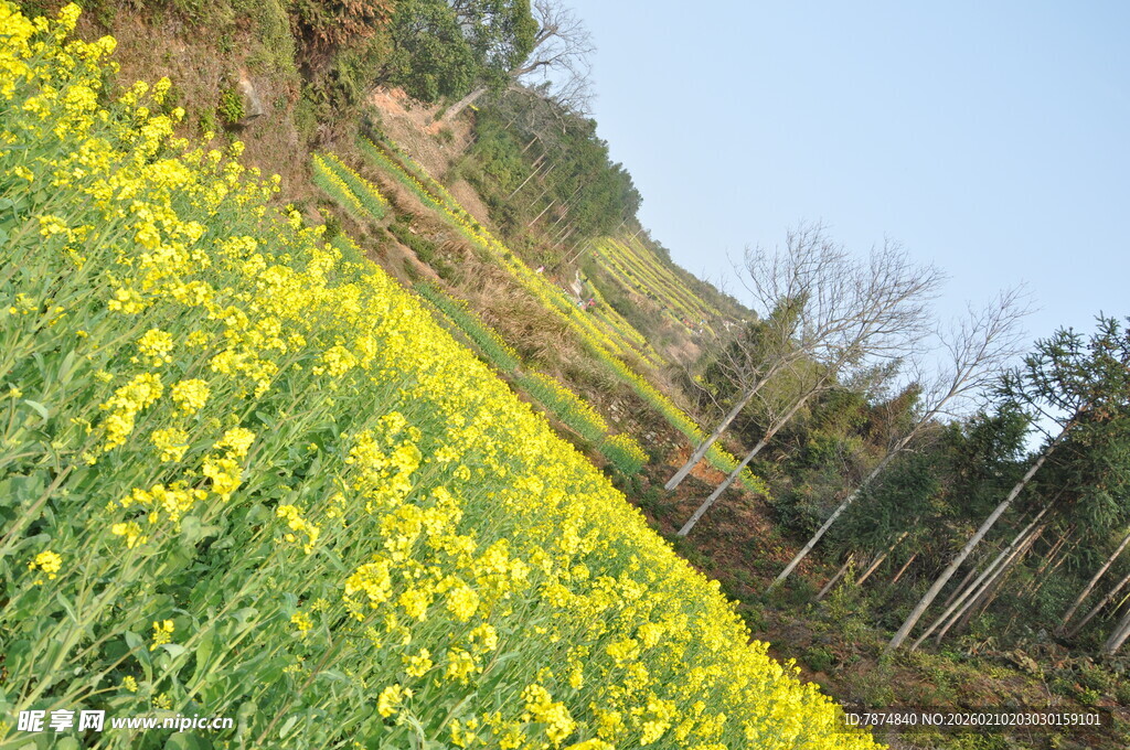 婺源山坡上的灿烂油菜花田