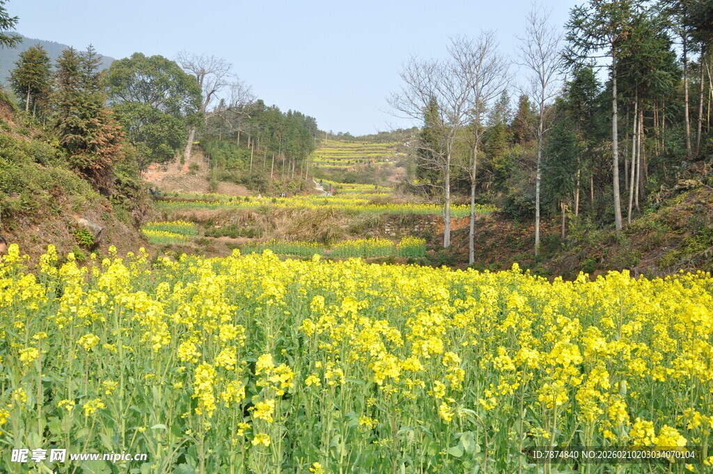 婺源春日油菜花海田园风光