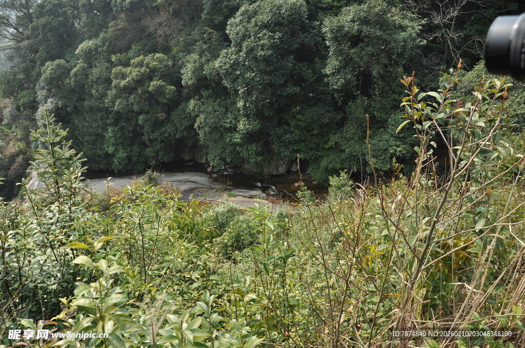 婺源野外繁茂植被与树木景观