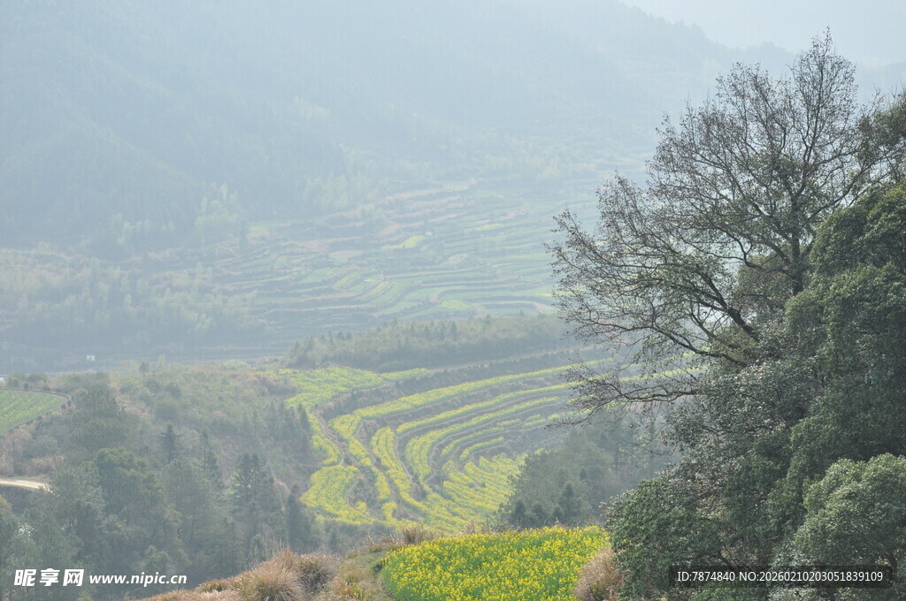 婺源山间梯田美景