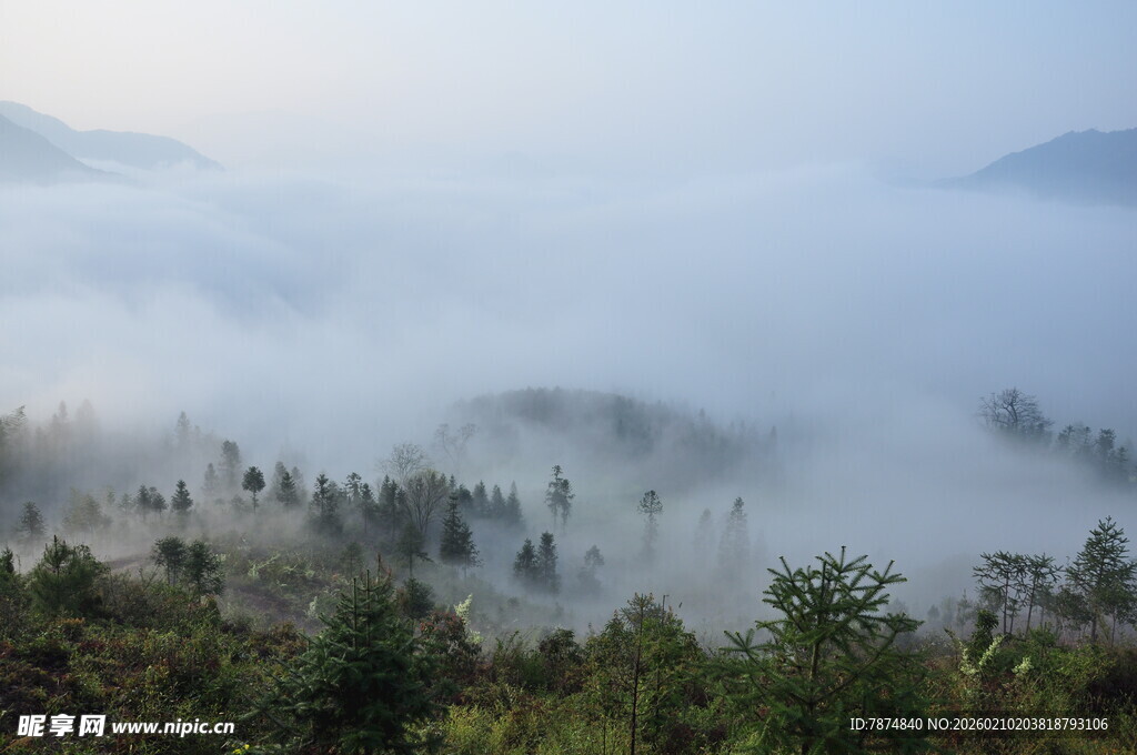 婺源山间晨雾缭绕的森林美景