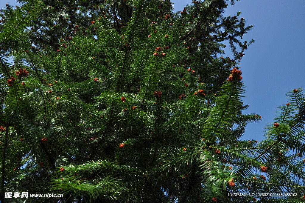 婺源翠绿松枝上的红色果实