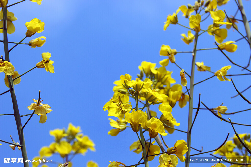 婺源蓝天映衬下的灿烂黄花
