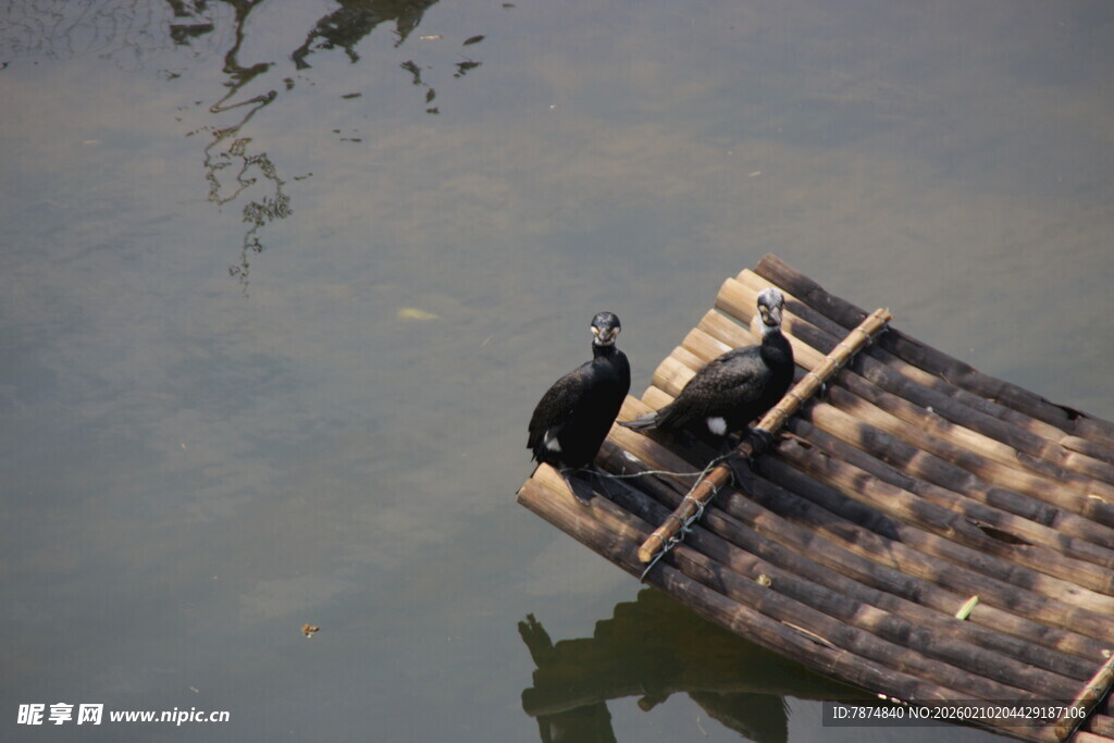 婺源木筏上的鸬鹚