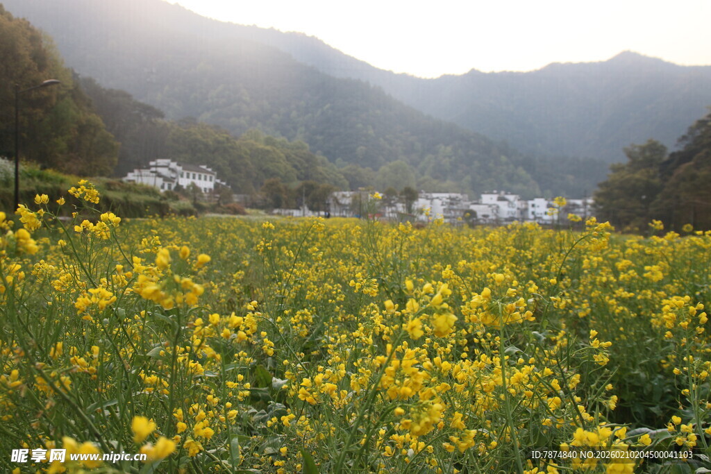婺源春日油菜花海乡村美景