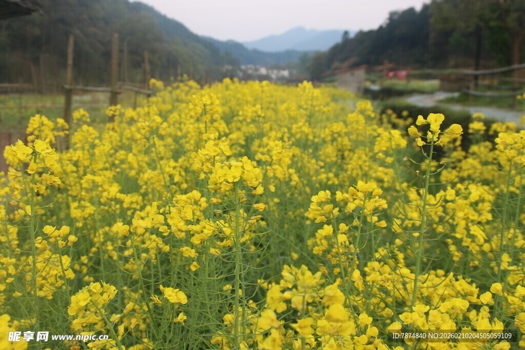 婺源金黄油菜花海田园风光