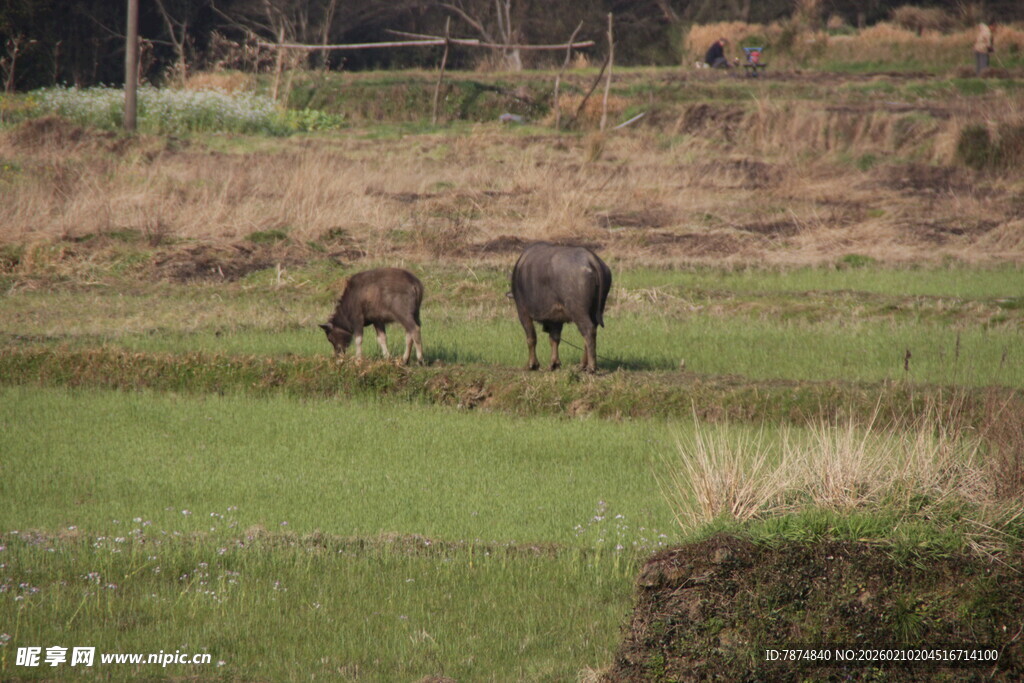 婺源田野中吃草的两头水牛