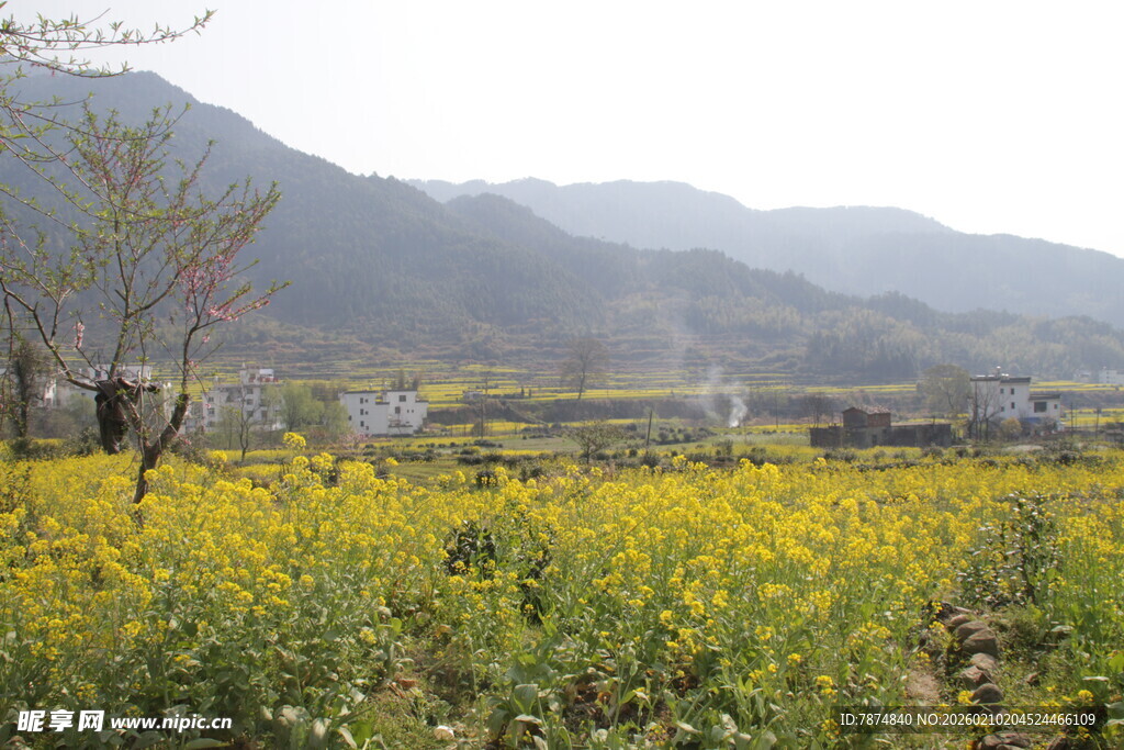 婺源春日油菜花海田园风光