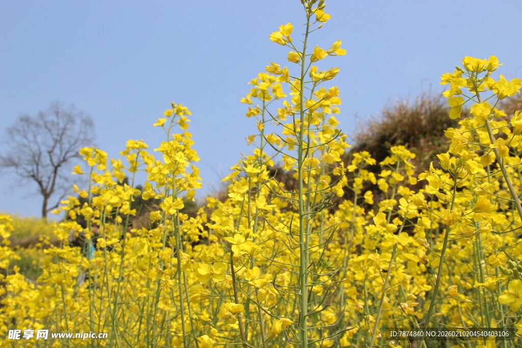 婺源春日油菜花田美景