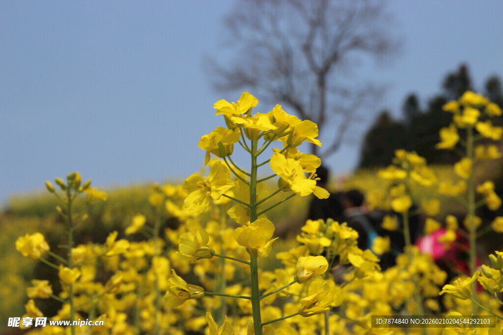 婺源春日油菜花田烂漫景象