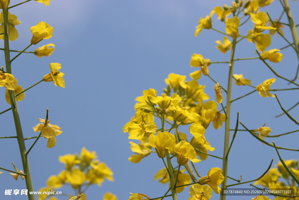 婺源蓝天映衬下的金黄油菜花