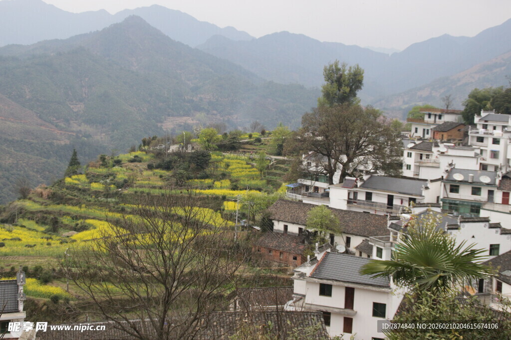 婺源山村春色 白墙黄田相映美