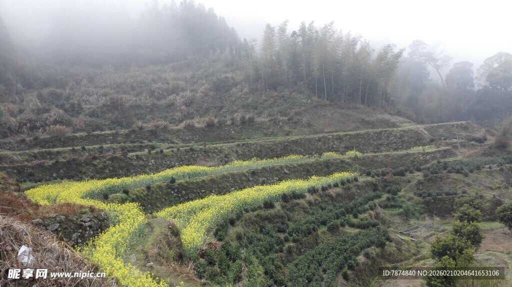 婺源雾中梯田绿意浓