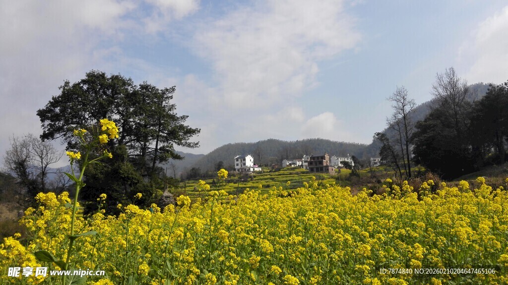婺源春日油菜花田美景