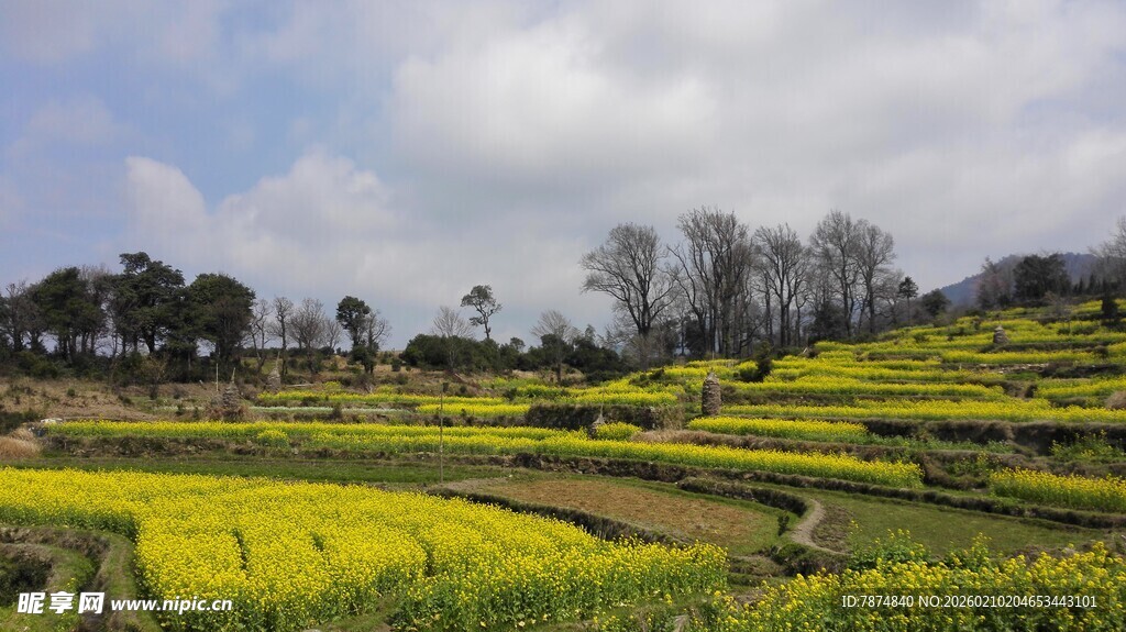 婺源春日梯田油菜花美景