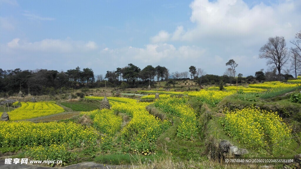 婺源春日田野油菜花美景
