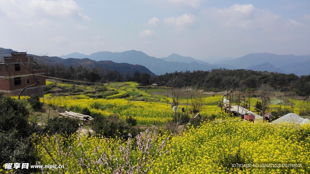 婺源山间黄花烂漫田园美景