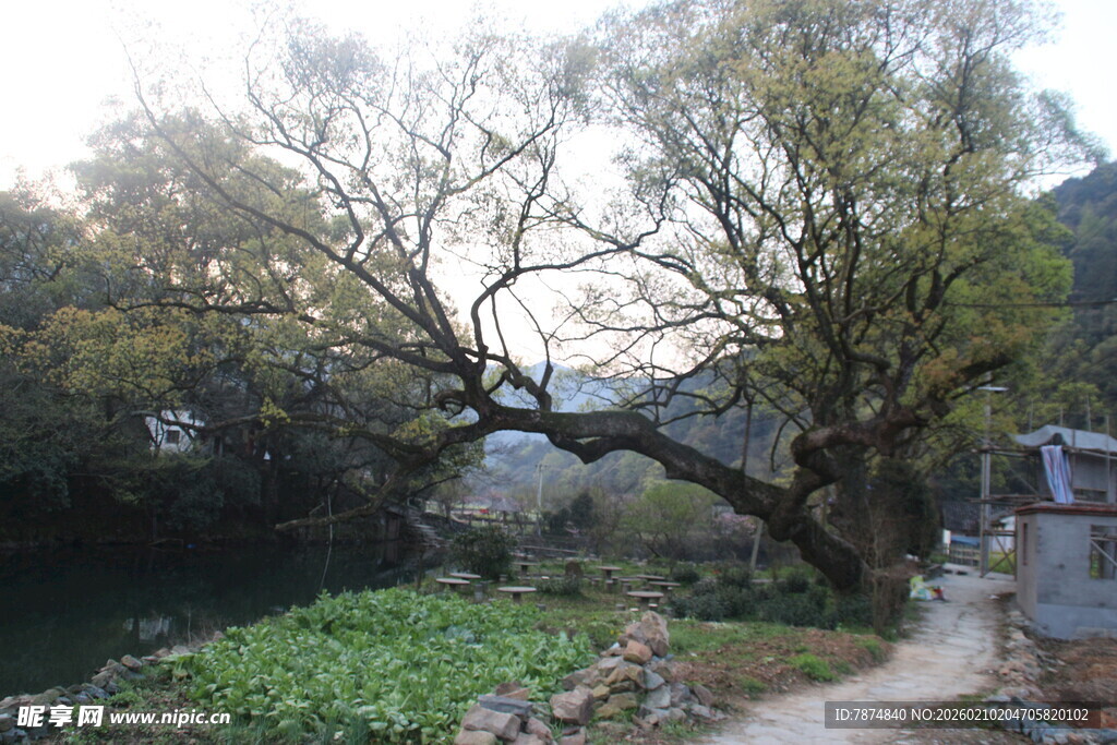 婺源乡村老树旁的宁静景致