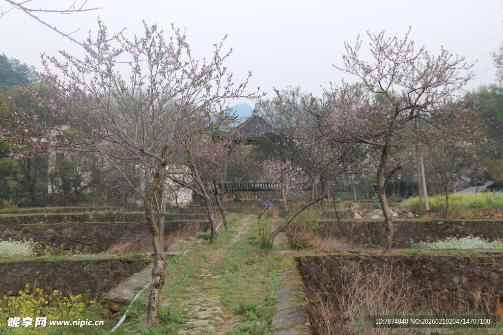婺源乡村田野间的宁静景致