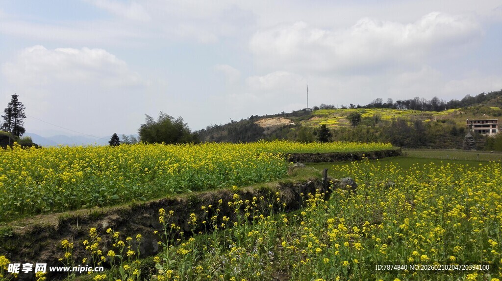 婺源田野间灿烂盛开的黄色花海