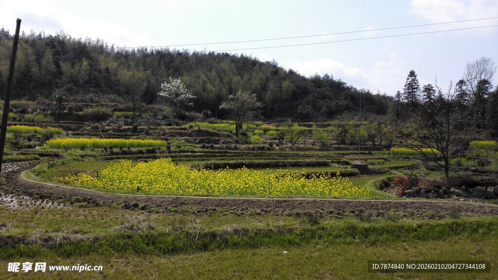 婺源春日田野风光