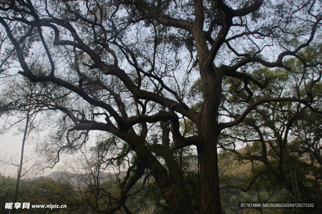 婺源古老虬曲的树木景观