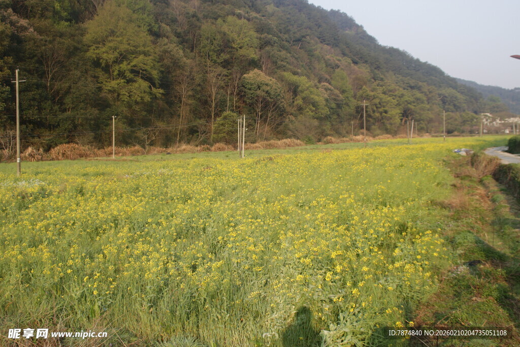 婺源春日田野油菜花绽放