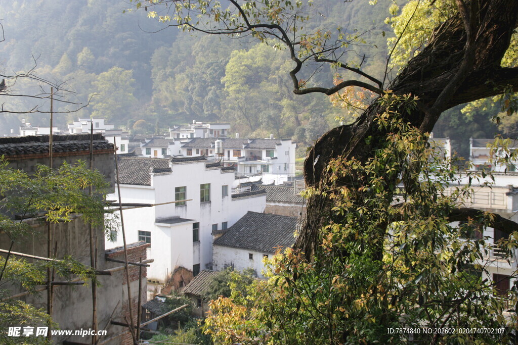 婺源山村景色 白墙黛瓦映绿树