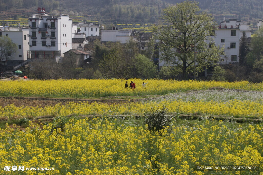 婺源乡村田野间的灿烂油菜花