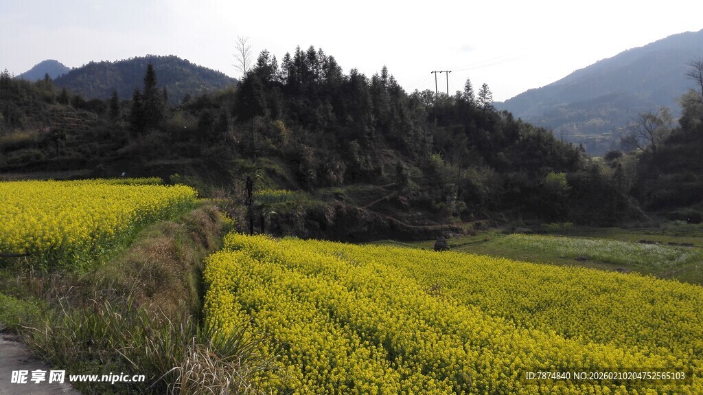 婺源春日金黄油菜花田美景