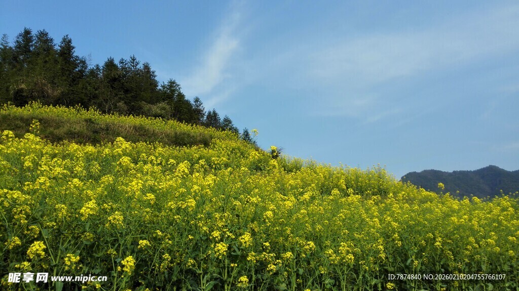 婺源春日油菜花海美景