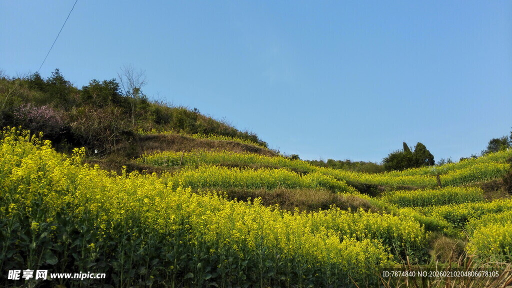 婺源山坡上的灿烂油菜花田