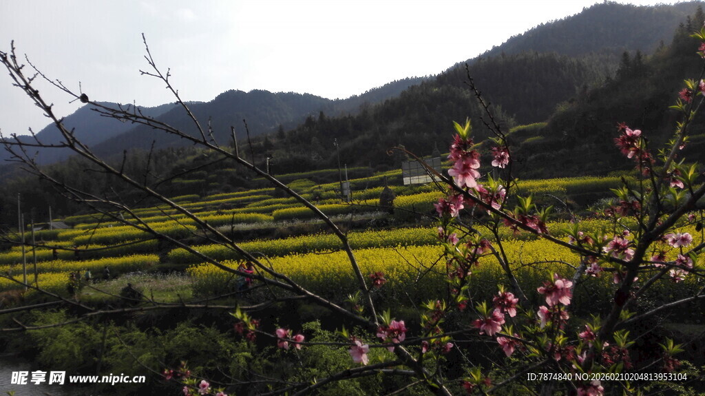 婺源山间绽放的粉嫩花枝