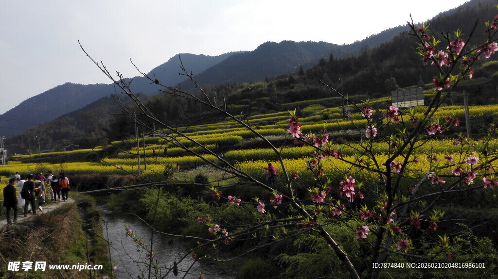 婺源山间烂漫花海田园美景