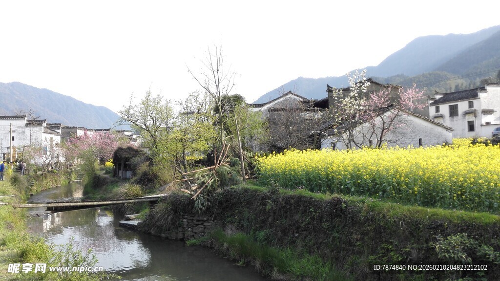 婺源乡村春日溪边油菜美景