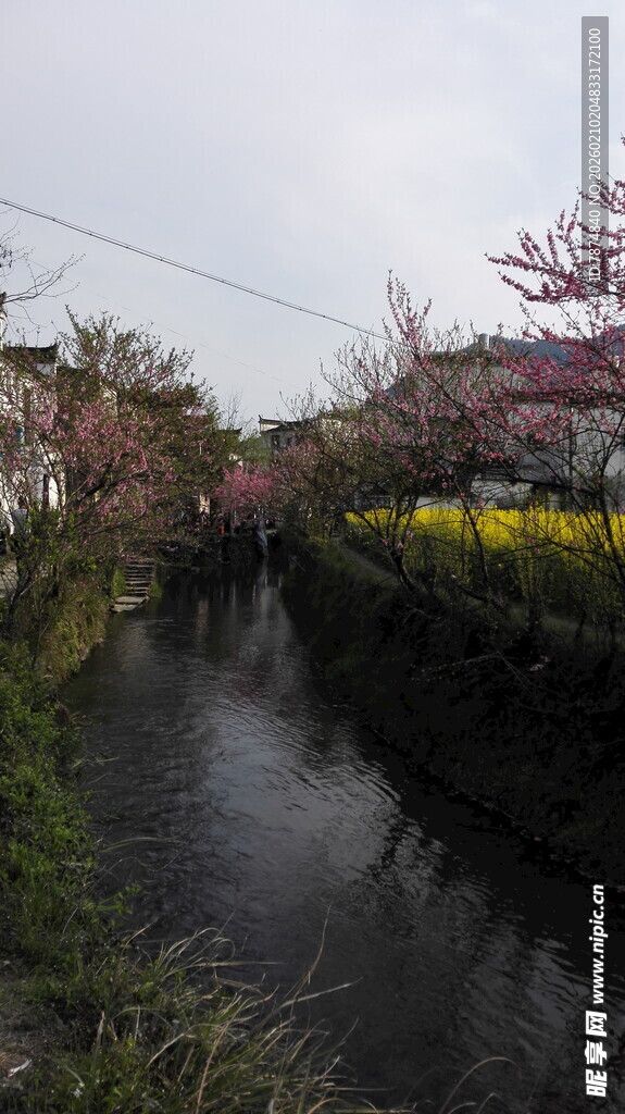 婺源河畔烂漫花田春日美景