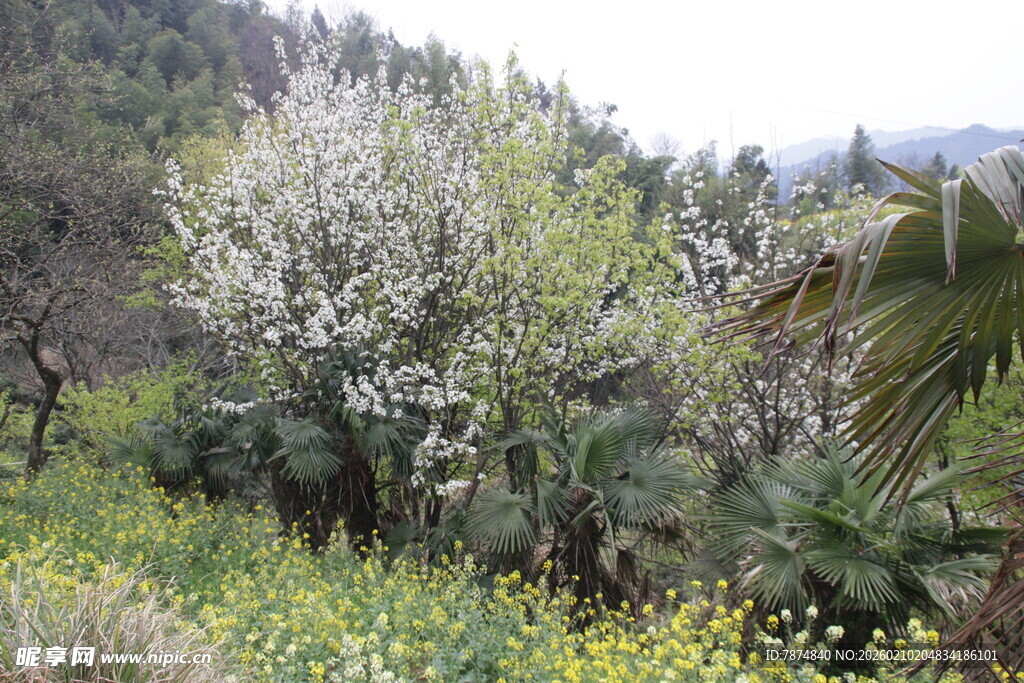婺源山间烂漫花木景色