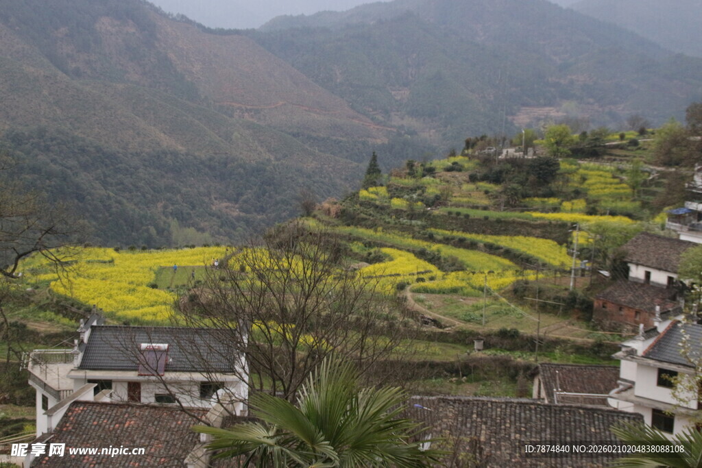 婺源山间梯田油菜花与民居