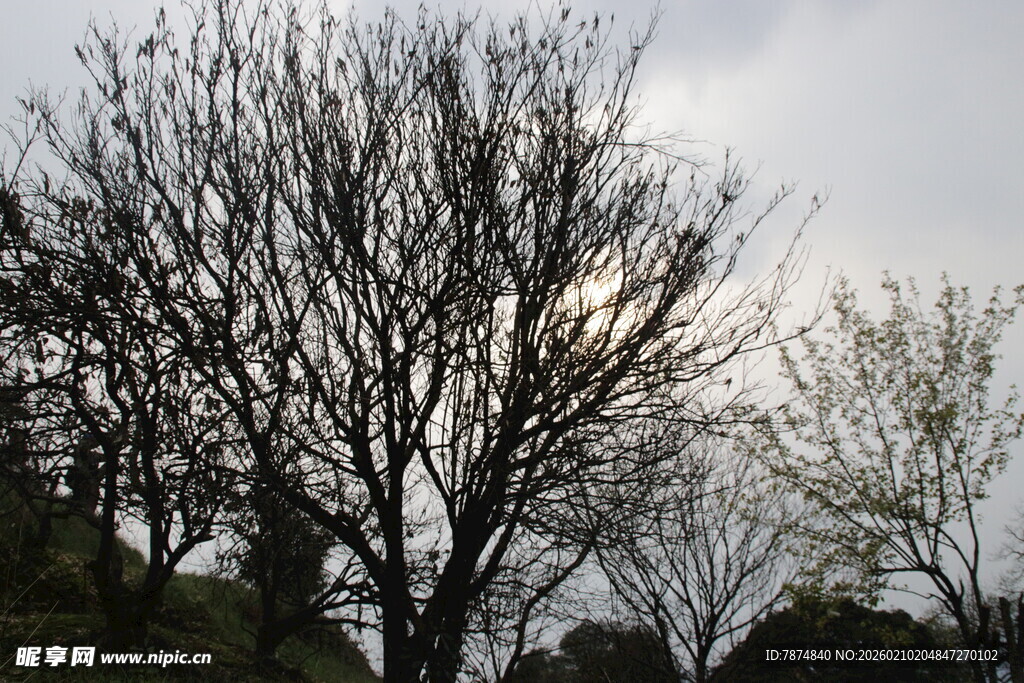 婺源冬日枯树景观