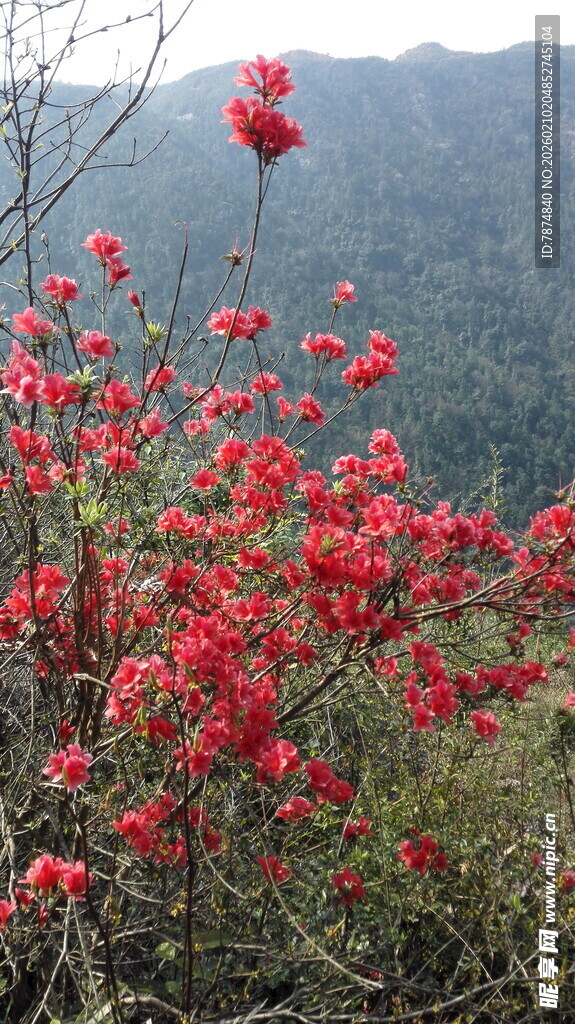 婺源山间绽放的艳丽红杜鹃